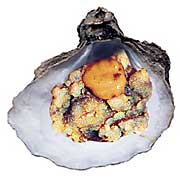 SHELL GAMES