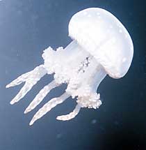 TURN TO JELLY