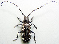 Beetles