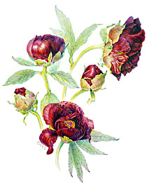 A PRETTY ’PIRATE’
