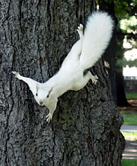 Raccoons got nuttin’ on snow-white squirrel
