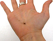 Skeeters have hoods buggin’ out