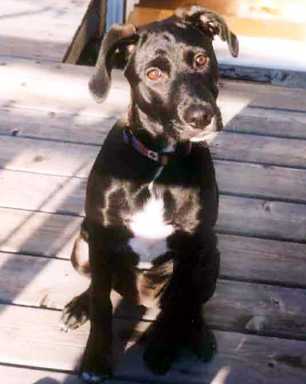 Have you seen this doggie?