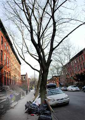 Hey, lunatic: Fix our tree!