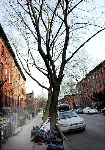 Hey, lunatic: Fix our tree!