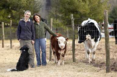Herbie the cow in Hereford Heaven