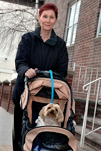 Hot dog on a roll: Pampered pooch pushed in stroller