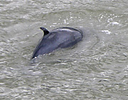 A whale of a, well, whale