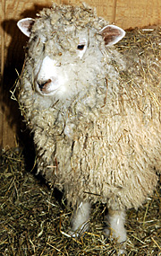 Saved by Con Ed: Sheep, llamas and goats (oy!)