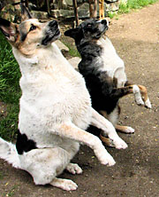 This show is for the dogs
