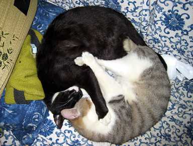 Call off the hounds: DUMBO kitty found!