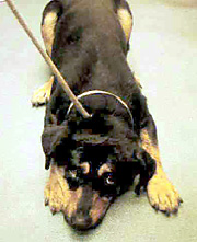 Who battered this dog?