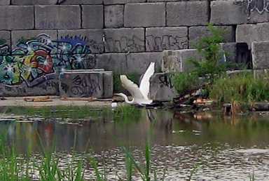 Egret-able!