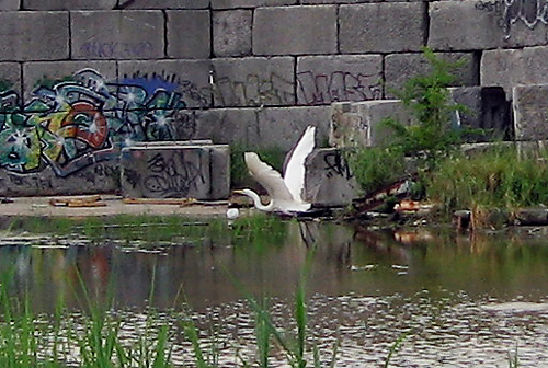 Egret-able!