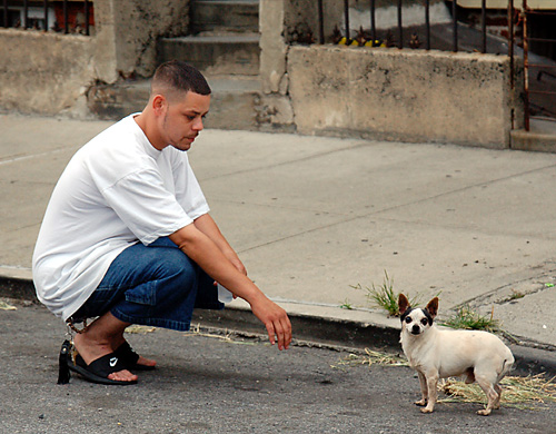 In Bushwick, life isn’t for the dogs
