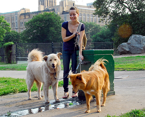 Barking mad over fountain