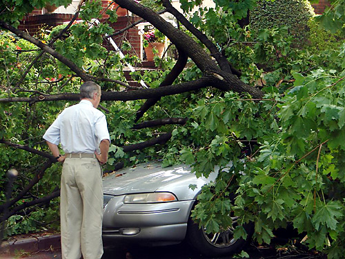 Tornado hits, killing trees, damaging homes
