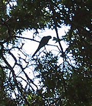 Squawk! Parrots invade Park Slope