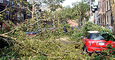 Emergency tree meeting in Ridge