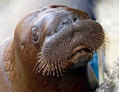 He is the walrus (Akituusaq, that is)