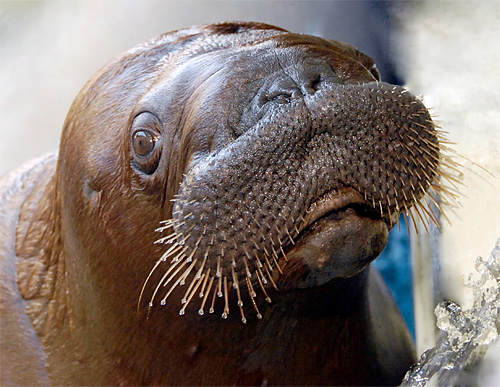 He is the walrus (Akituusaq, that is)