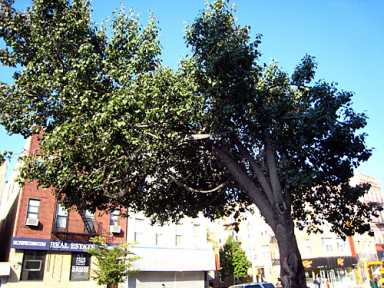 This is a tree falling in Brooklyn