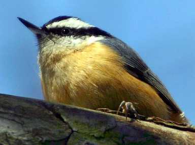 Canadian birds invade Brooklyn