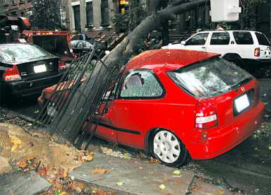 Damn those London Planes!