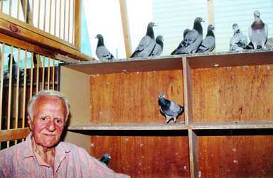 Void follows death of pigeon-racing hero