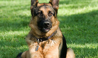 Dog on it! Hero pooch hounds mugger