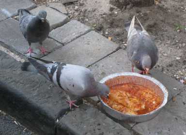 Get that bird a napkin!