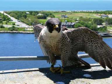 Raptors roost high atop Gil’s bridge