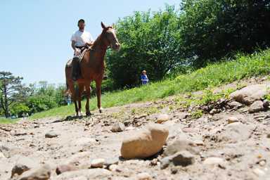 They hurt horses, don’t they?