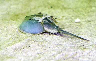 Hands off horseshoe crabs – Gateway rangers cracking down on pesky poaching