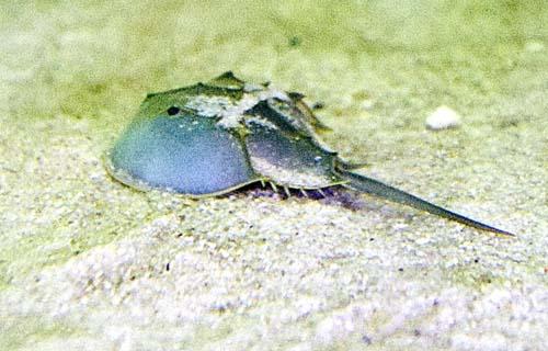Hands off horseshoe crabs – Gateway rangers cracking down on pesky poaching