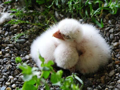 Hodges hosts baby raptors – Peregrine falcon family roosts atop Marine Parkway Bridge