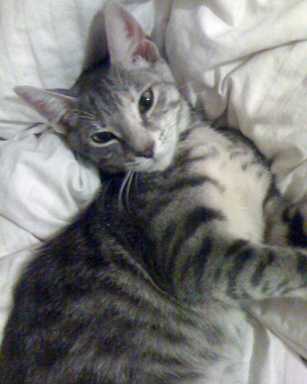 Can you help find Mushkah?