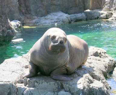 Coney’s Baby walrus celebrates birthday with his fans