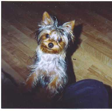 ‘Maggie’ dog-napped