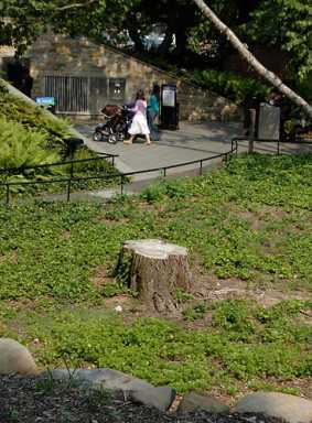 Nightmare on Elm! Tree is dead at Botanic Garden