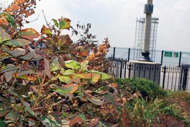 More arborcide from art project