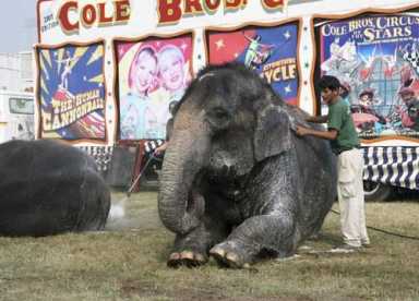 Blow it out of your trunk!