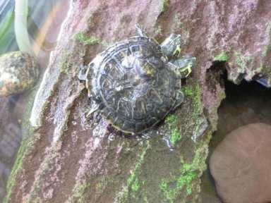 BK ‘shell-shocked’