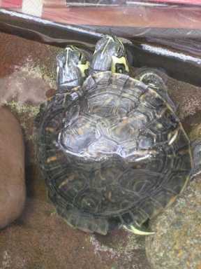 Two turtle heads, one sad turtle story – Thief absconds with mutant turtle