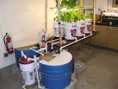 Down on the Brooklyn fish farm – Borough’s own ‘Aquaman’ raises a fin-tastic crop