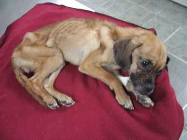 Barking at death’s door – Woman starved puggle to spite ex-boyfriend