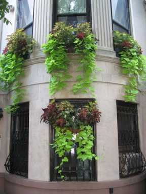 Green with local pride – Greenest blocks in Brooklyn in the limelight