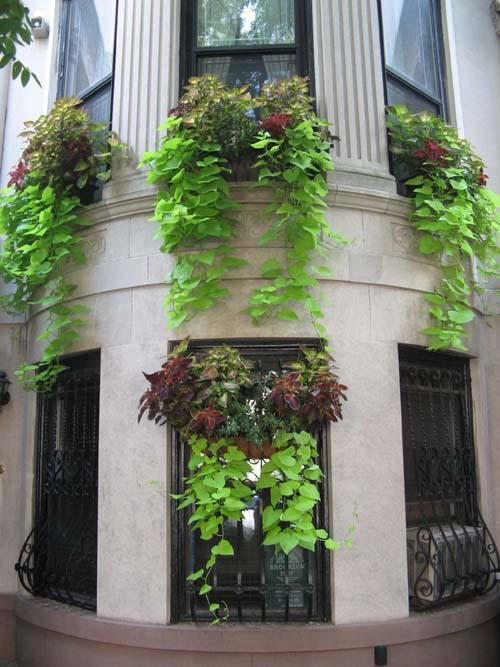 Green with local pride – Greenest blocks in Brooklyn in the limelight