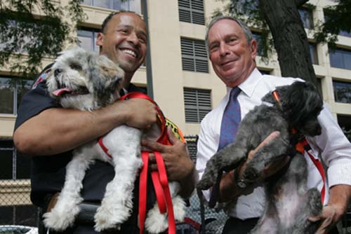 Now it’s easier to get dog licenses