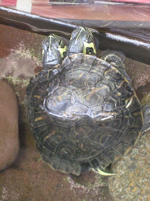 Theft leaves Brooklyn ‘shell-shocked’ – I.D. of the person responsible for theft of two-headed turtle still unknown
